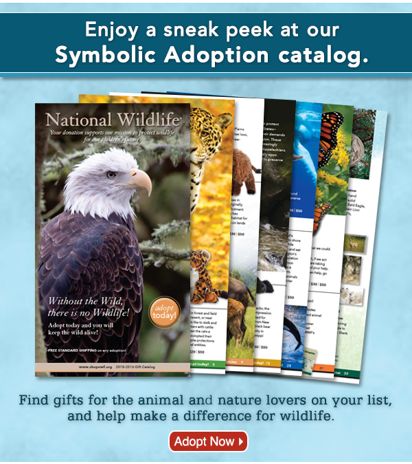 Browse the Online Catalog - Adopt Now