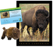 Adopt a Bison